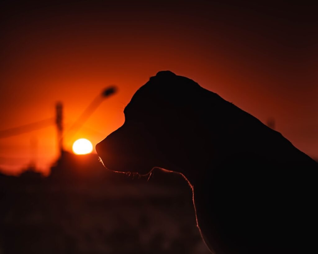 Cachorro sente quando alguém vai morrer: silhueta de cão observando o entardecer pela janela
