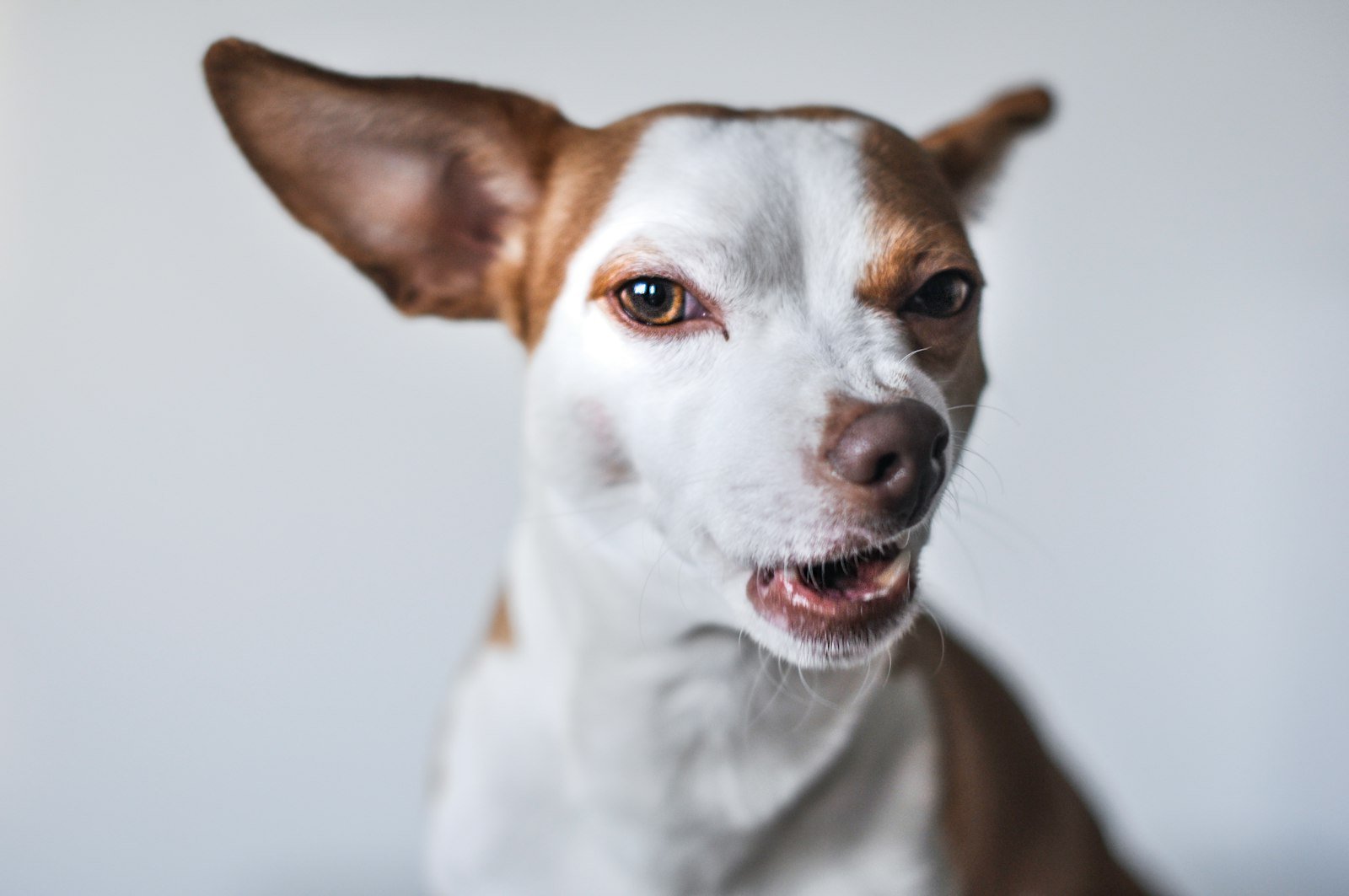 Cachorro vê espírito: cão pequeno de pelagem branca e marrom com olhar fixo e atento