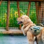 Cão de suporte emocional: golden retriever com peitoral verde de identificação sendo conduzido pela guia