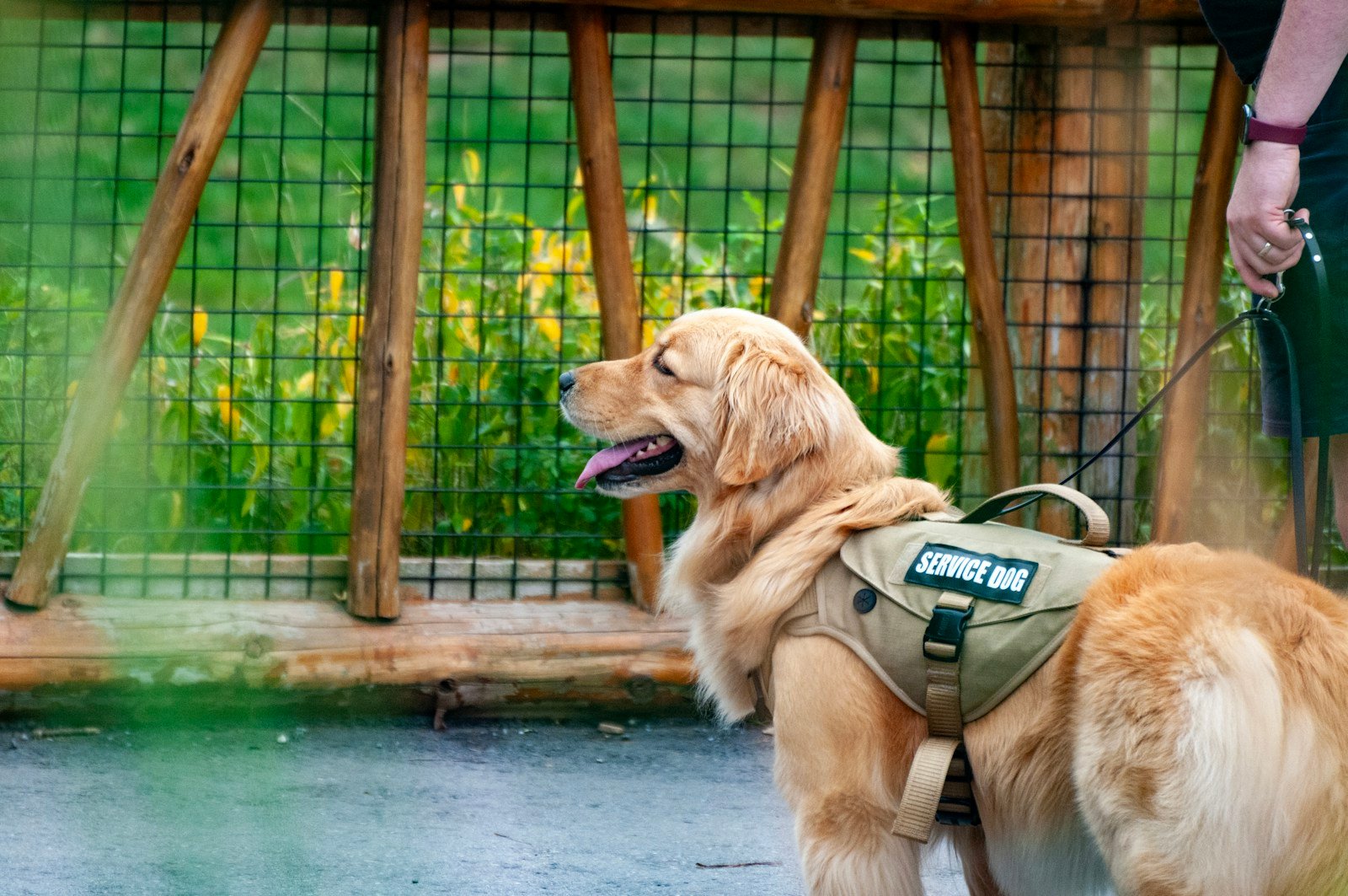 Cão de suporte emocional: golden retriever com peitoral verde de identificação sendo conduzido pela guia