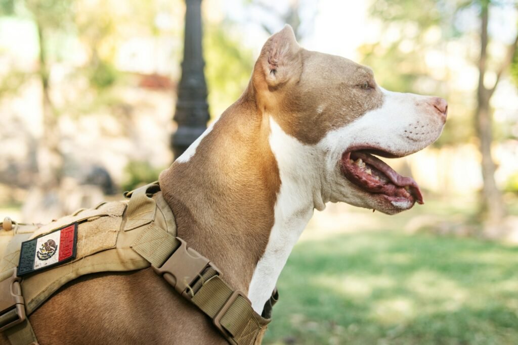 Cão de suporte emocional: cachorro castanho e branco usando peitoral de identificação de perto