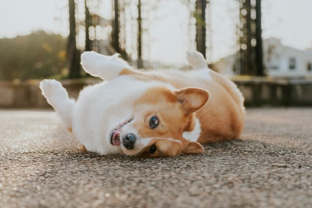 Como o cachorro diz eu te amo - cachorro corgi rolando de barriga para cima na grama, sinal de confiança
