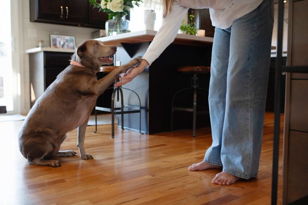 Como o cachorro diz eu te amo - cachorro dando a pata para o tutor em sinal de afeto