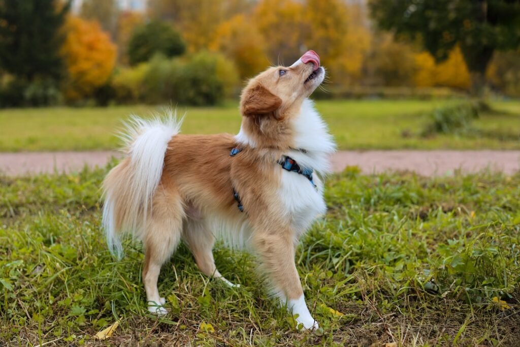 Como o cachorro diz eu te amo - cachorro lambendo o focinho ao ar livre em gesto de afeto