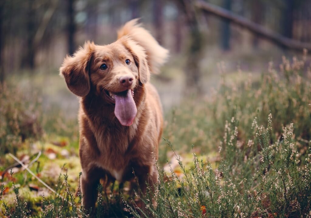 Como o cachorro diz eu te amo - cachorro feliz e ofegante em campo verde, corpo solto e relaxado