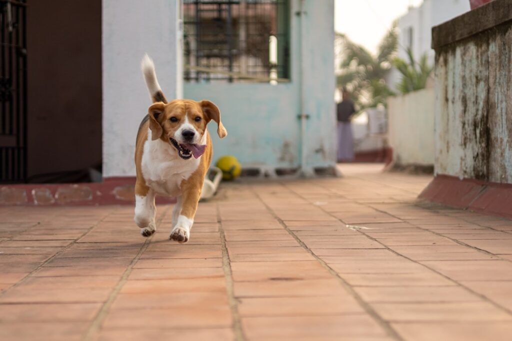 Como o cachorro diz eu te amo - cachorro correndo atrás do tutor em uma calçada
