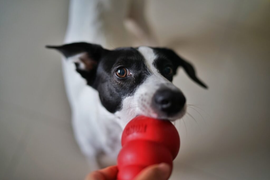 Como o cachorro diz eu te amo - cachorro segurando um brinquedo vermelho na boca