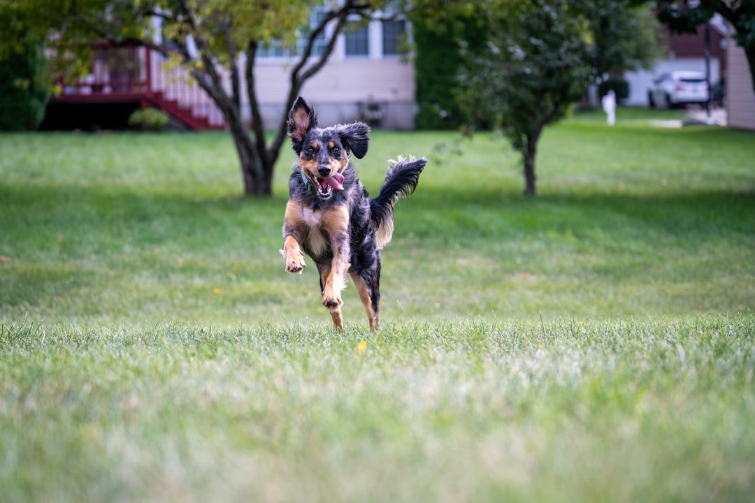 Cuidados com o cachorro adulto: pastor alemão correndo com energia sobre o gramado