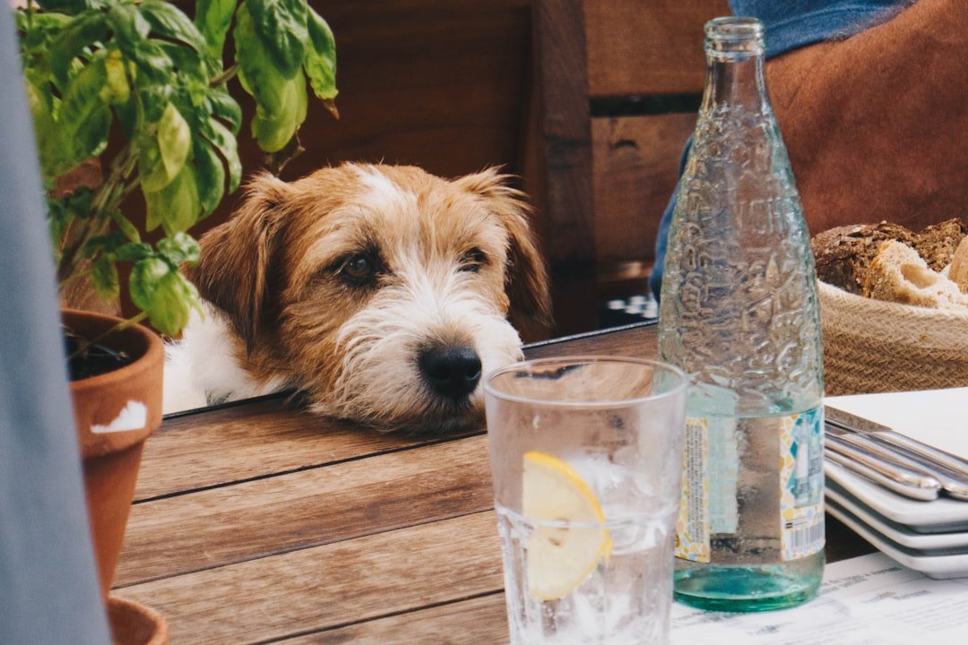 Cuidados com o cachorro adulto: cão apoiado na mesa perto de comida e bebida humanas