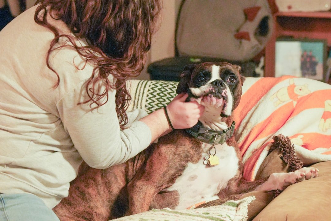 Cuidados com o cachorro adulto: tutora fazendo carinho em cão da raça boxer no sofá