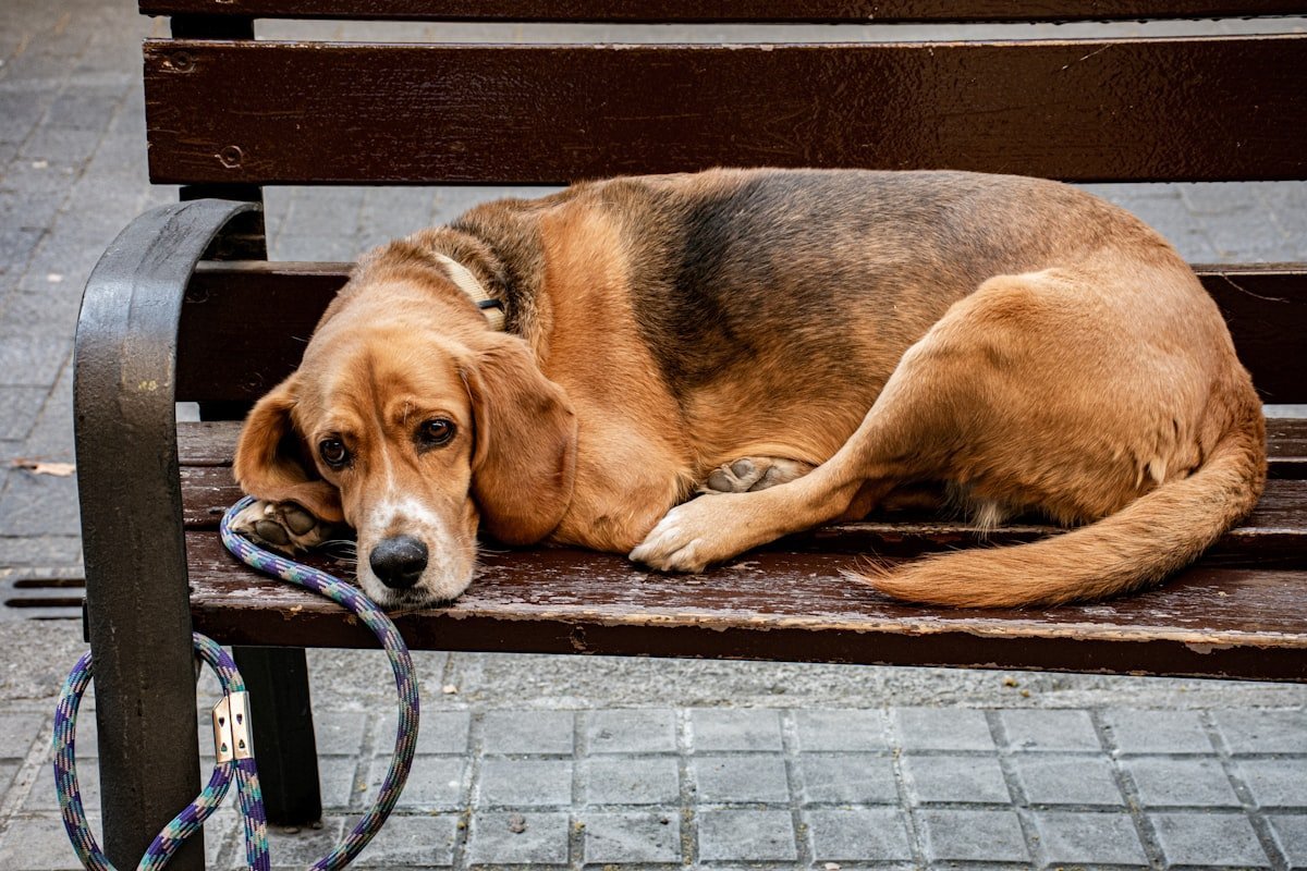 Diabetes em cachorro: beagle acima do peso deitado em um banco de madeira, sinal de obesidade