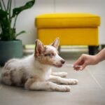 Diabetes em cachorro: cão deitado no chão durante coleta de amostra para exame de sangue
