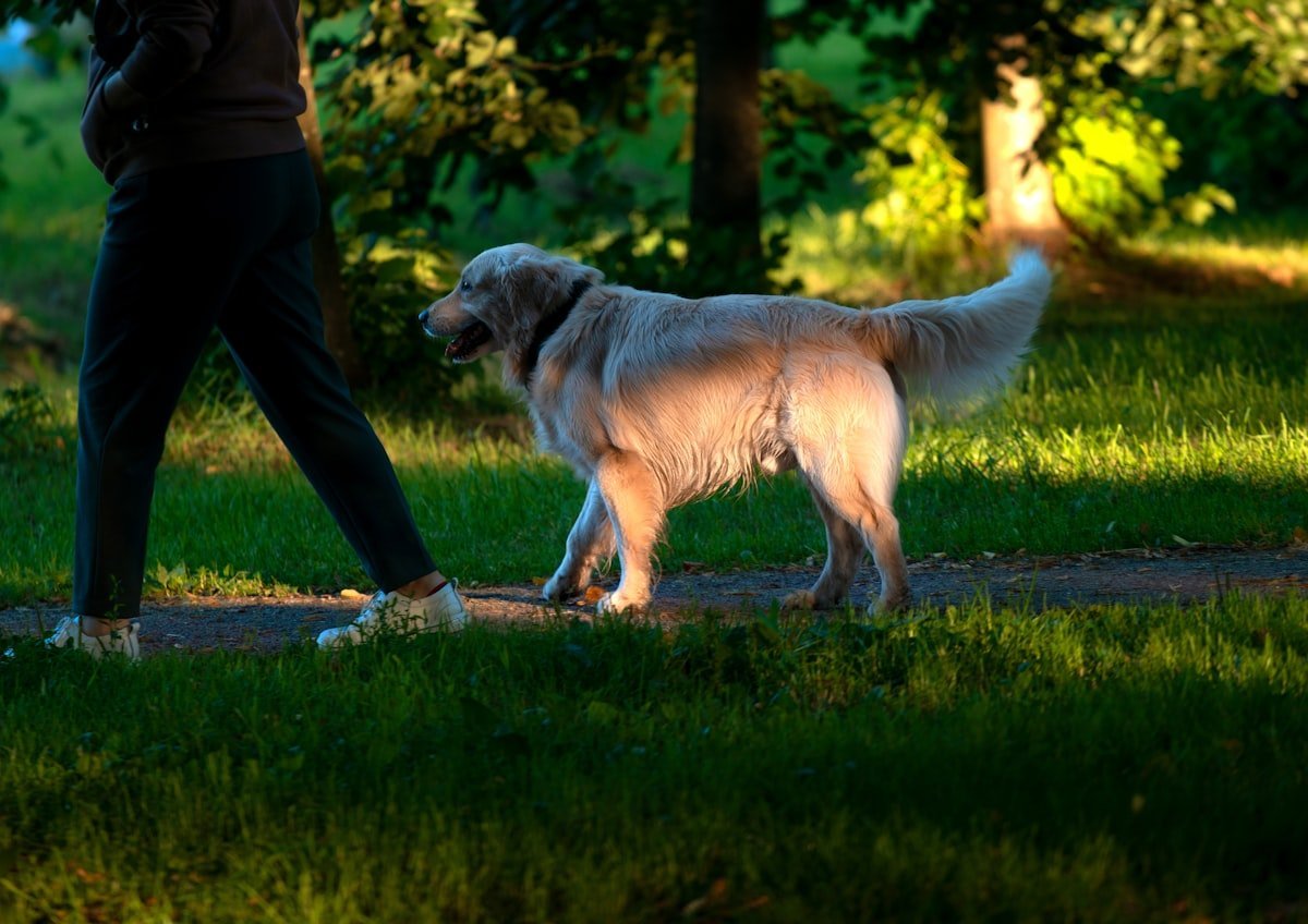 Diabetes em cachorro: pessoa caminhando com o cão no parque como parte da rotina diária