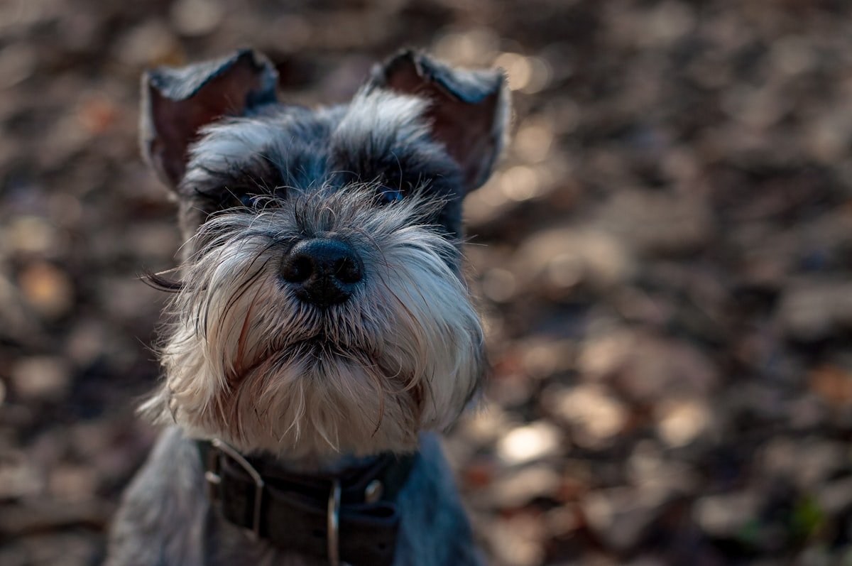 Diabetes em cachorro: retrato em preto e branco de um schnauzer miniatura, raça predisposta à doença