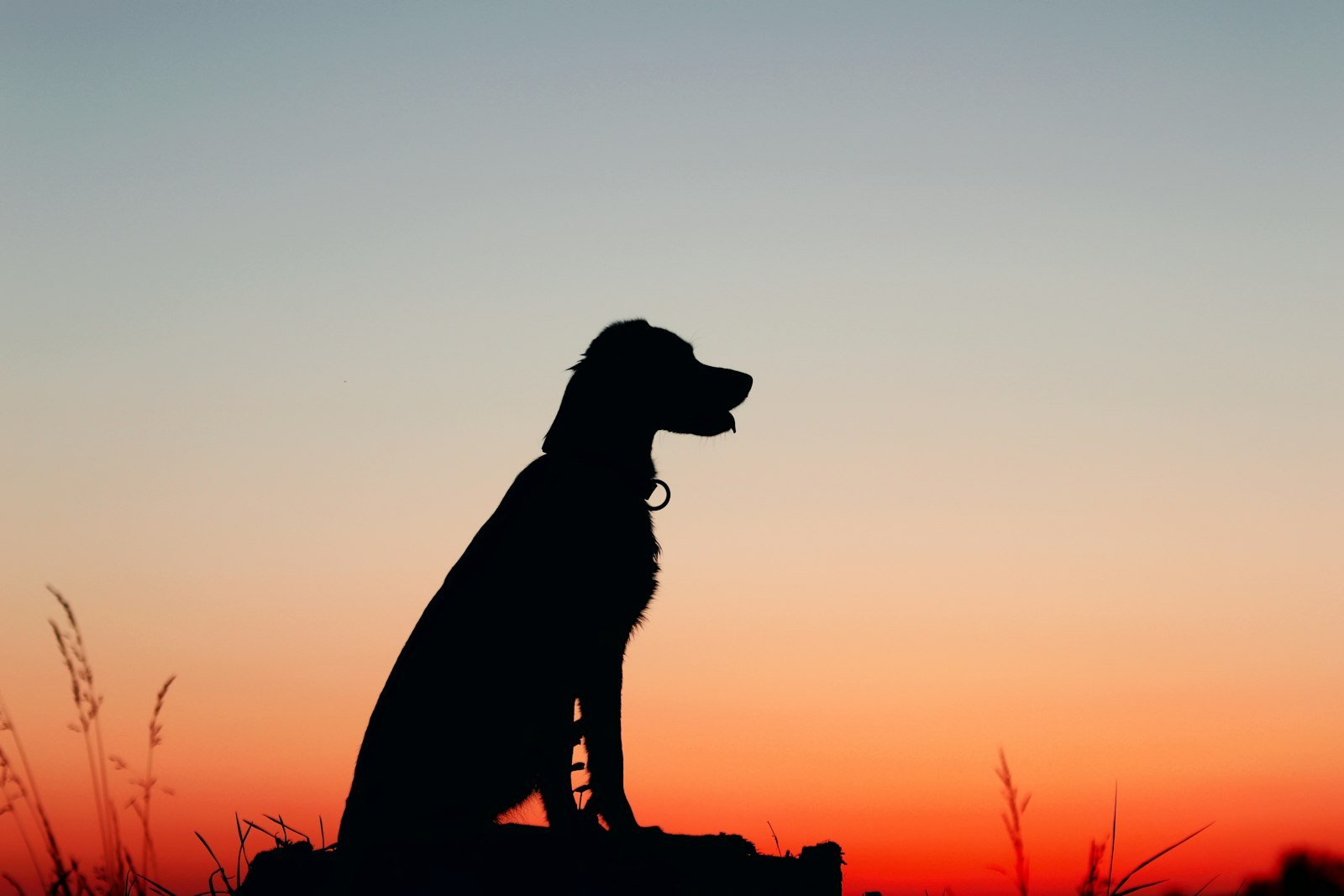 Espiritualidade canina: silhueta de cachorro sentado sobre uma rocha durante o pôr do sol, simbolizando conexão espiritual