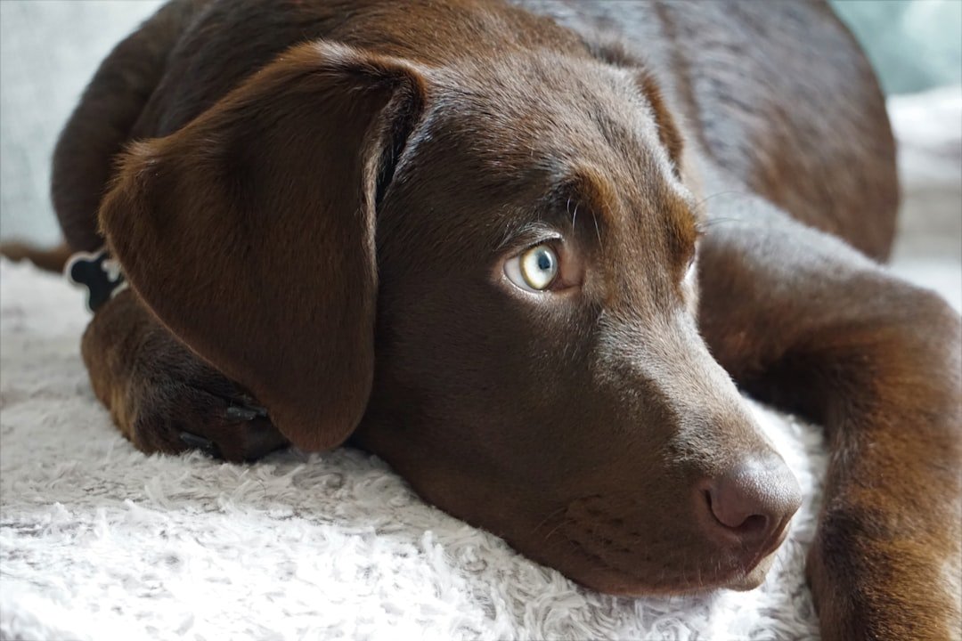 Labrador chocolate deitado e relaxado, olhando para o lado, em ambiente doméstico