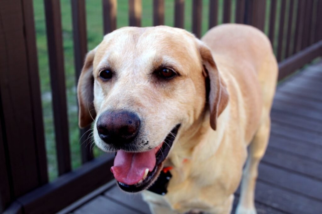 Labrador amarelo sorrindo com a língua de fora em um deque de madeira, olhando para a câmera