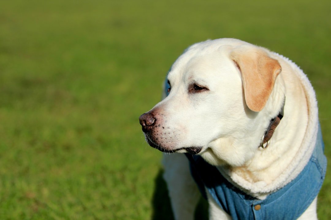 Labrador de pelagem clara em perfil, mostrando a estrutura da cabeça e das orelhas caídas