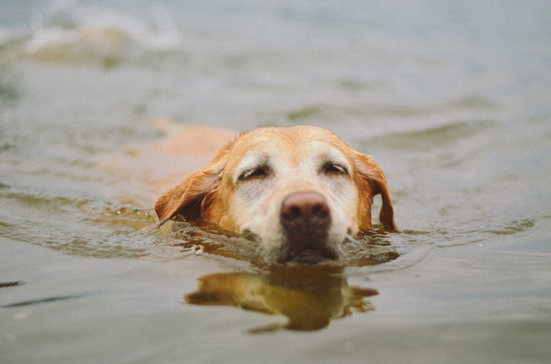 Labrador nadando com a cabeça para fora da água durante um exercício físico