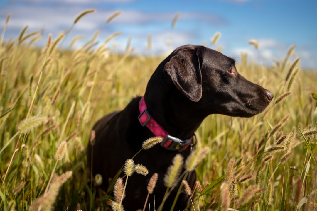 Labrador preto sentado em um campo de grama alta, usando coleira, olhando para o horizonte