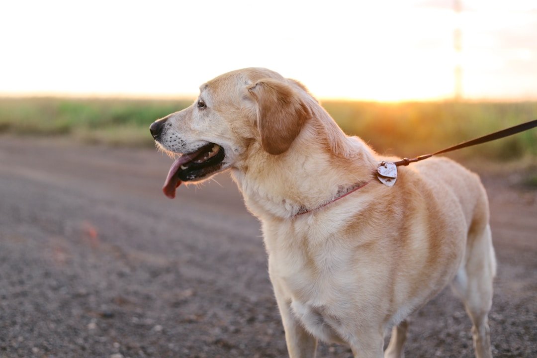 Labrador andando na coleira durante o entardecer, com a língua de fora e o olhar atento