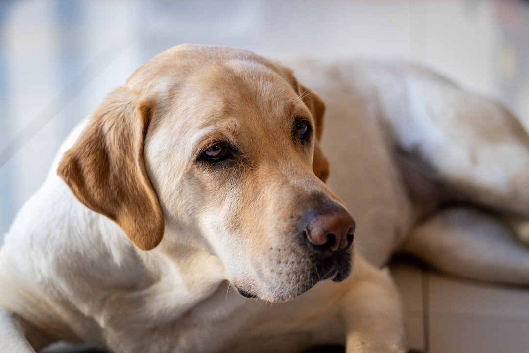 Labrador amarelo deitado e atento, com o focinho próximo à câmera, em ambiente interno