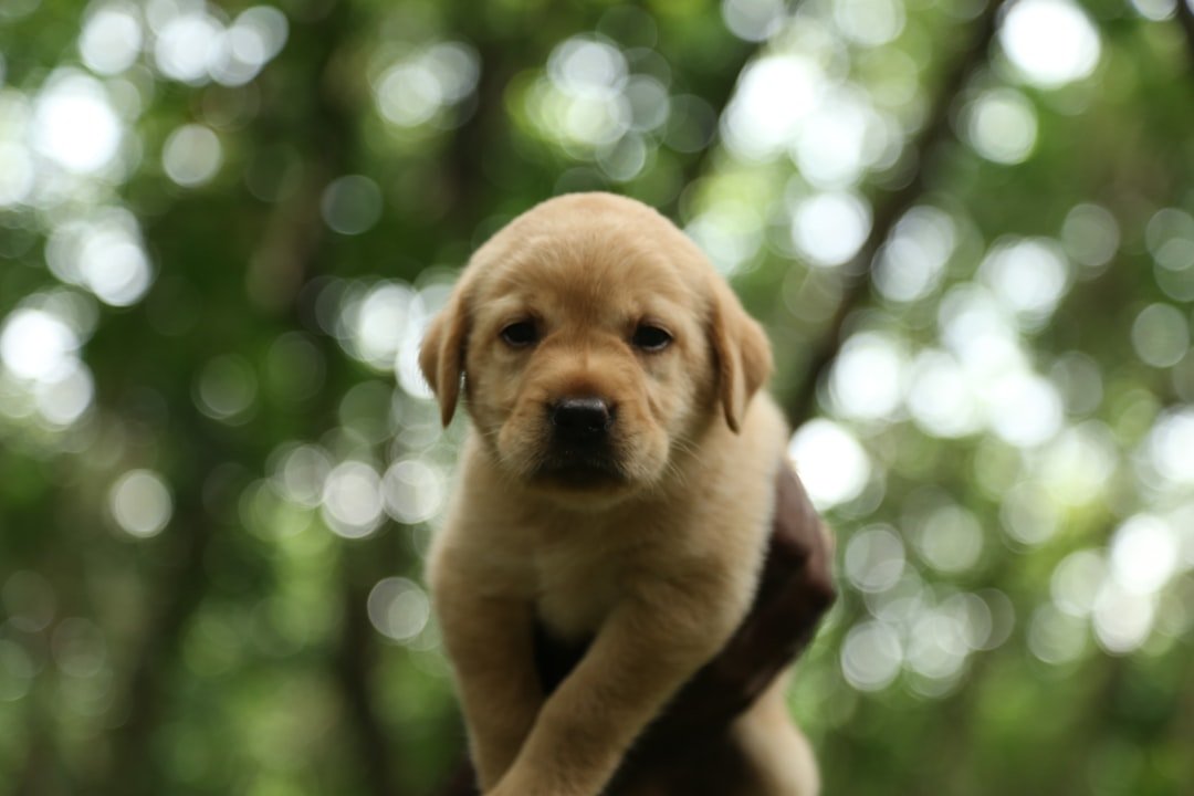 Labrador filhote amarelo, sendo segurado no colo, olhando para a câmera em um bosque