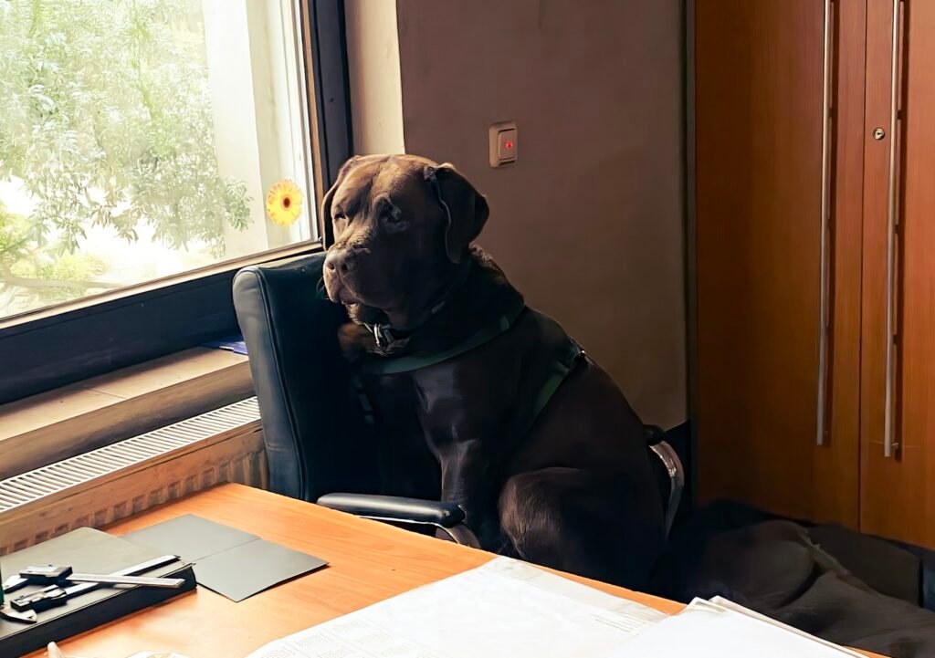 Lei do cão de serviço no Brasil: cachorro sentado ao lado de uma mesa de escritório