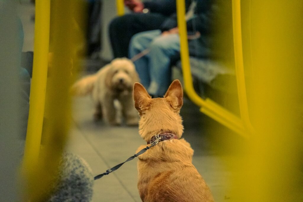 Lei do cão de serviço no Brasil: cachorro preso pela guia dentro de um vagão de metrô