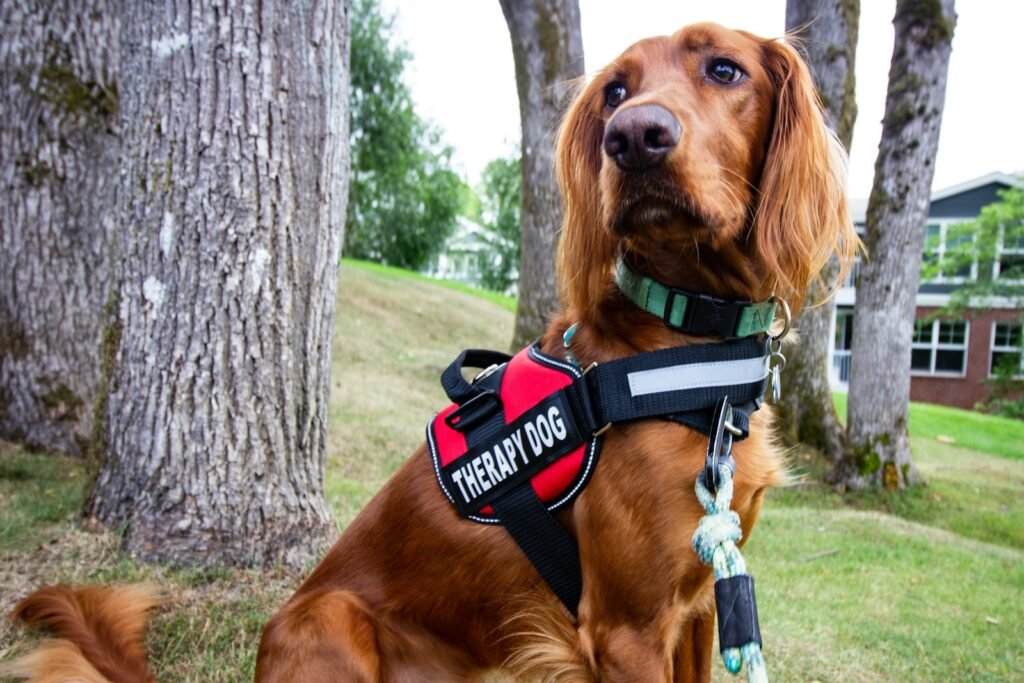 Lei do cão de serviço no Brasil: cachorro de pelo longo castanho usando peitoral de identificação preto e vermelho