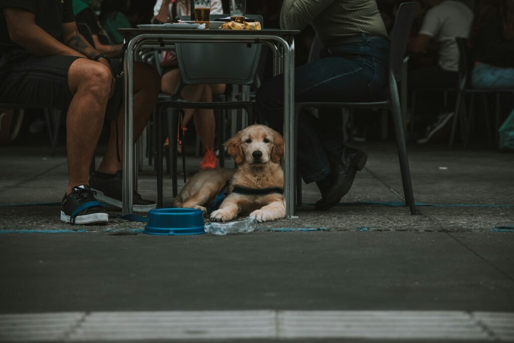 Lei do cão de serviço no Brasil: cachorro deitado embaixo da mesa de um restaurante ao lado do tutor