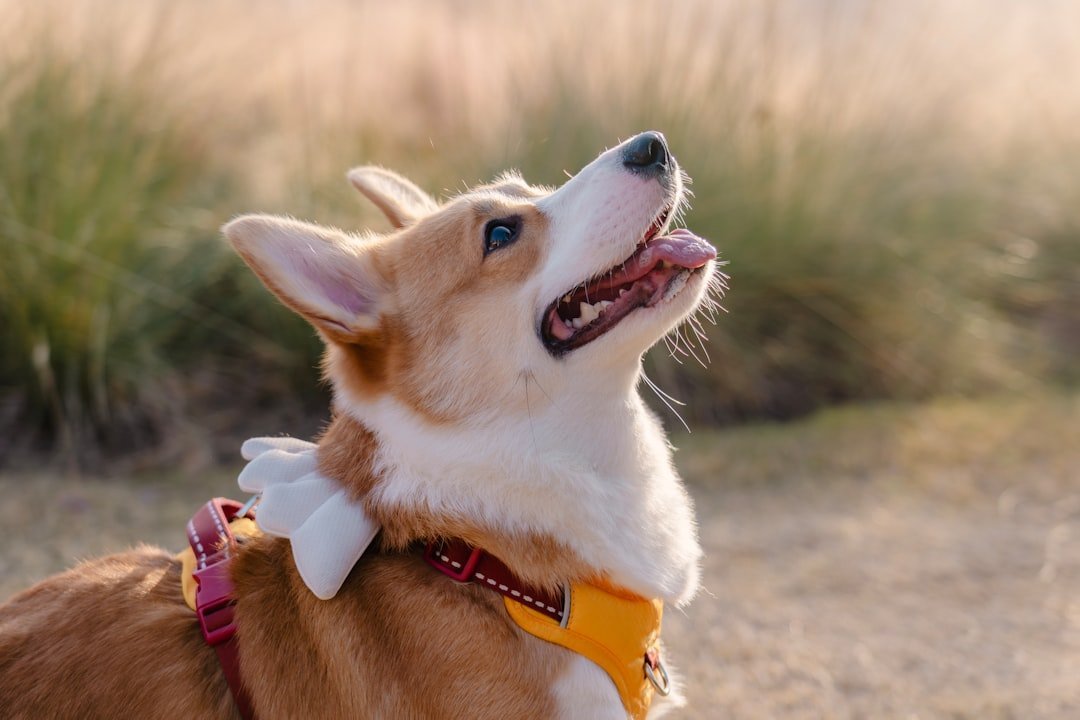 Nome de cachorro fêmea: corgi de coleira amarela olhando para cima com a boca aberta, atenta a um chamado