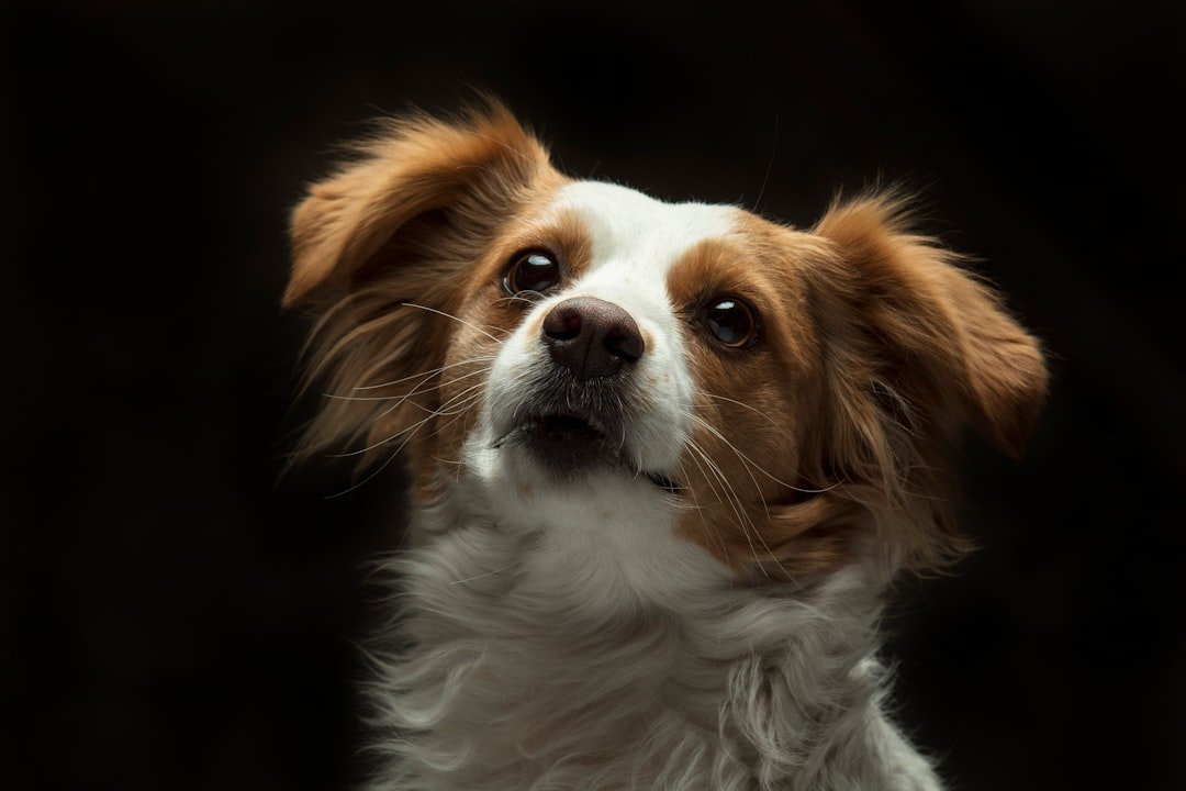 Nome de cachorro fêmea: cadela de pelagem branca e marrom, de pelo longo, elegante