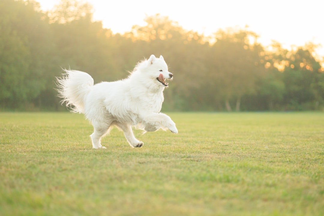 Nome de cachorro fêmea: cadela de pelagem branca correndo animada por um campo verde