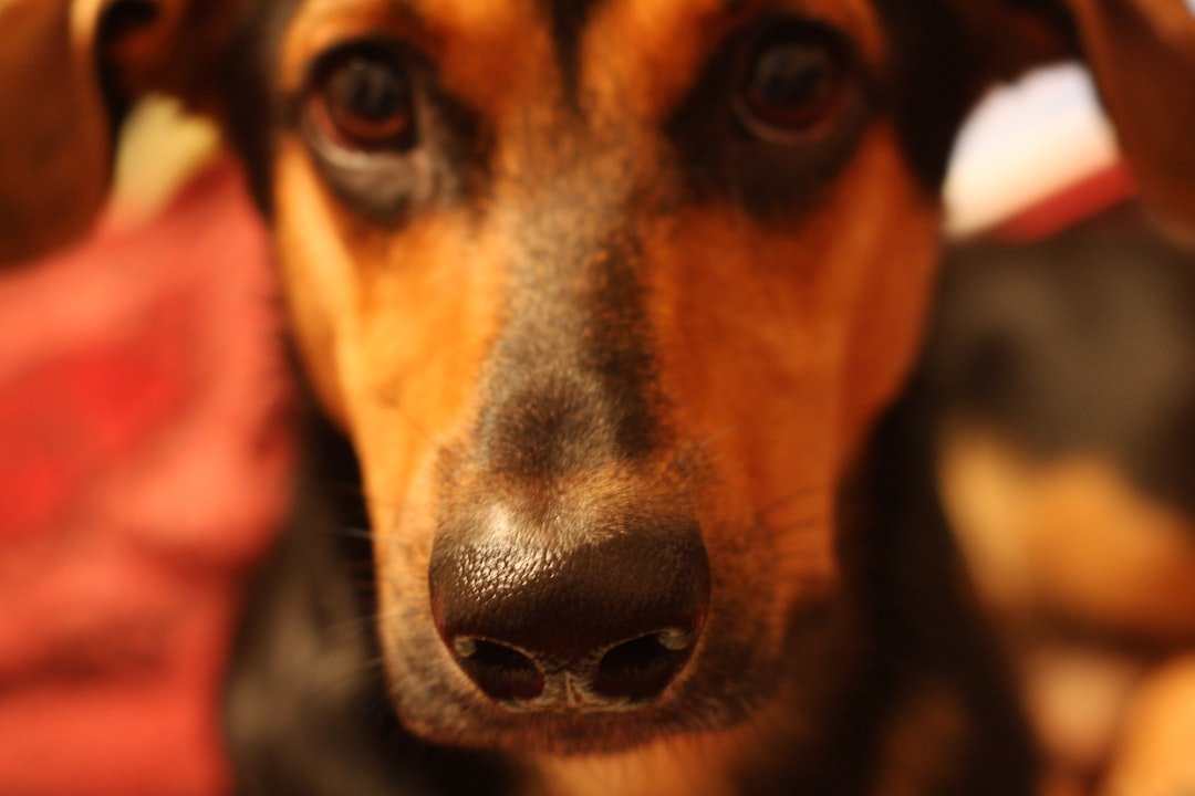 Nome de cachorro macho: cão de perto olhando diretamente para a câmera, com expressão atenta