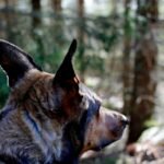 Nome de cachorro macho: pastor-alemão de pelagem preta e castanha, atento e com as orelhas em pé