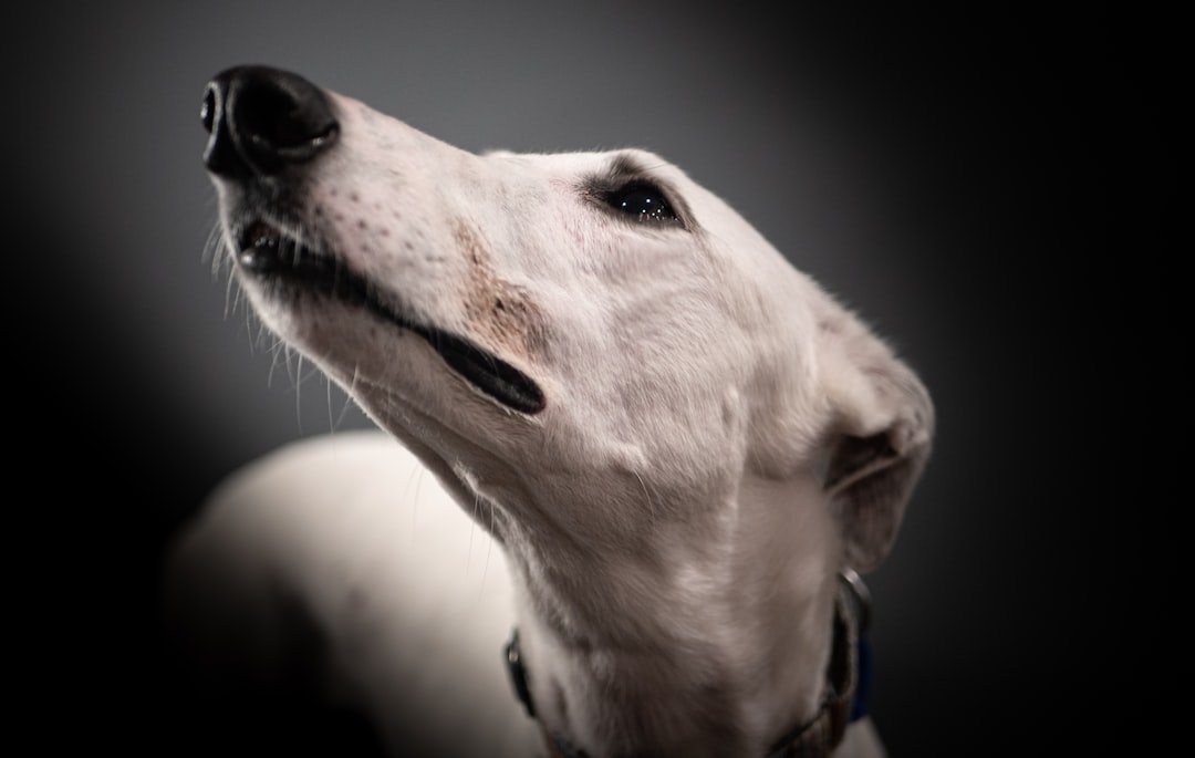 Nome de cachorro macho: cão de pelagem branca e curta, elegante, em retrato de perto