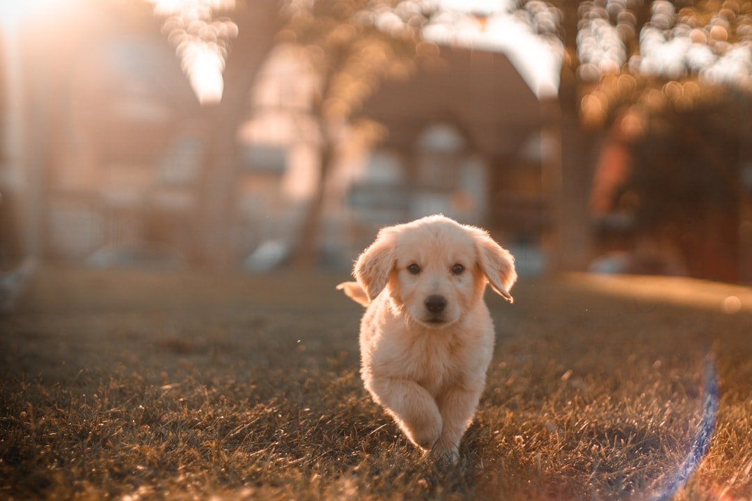 Nome de cachorro macho: filhote de labrador correndo animado por um campo verde