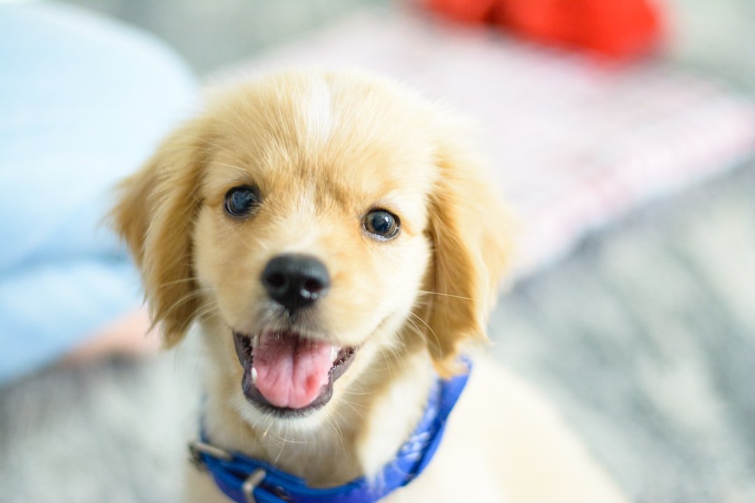 Nome de cachorro macho: cão pequeno de coleira azul olhando para cima, atento a um chamado