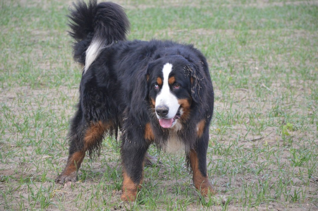 Nome de cachorro macho: cão de porte grande e pelagem escura em pé sobre um campo aberto