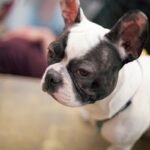 Nomes de cachorro: buldogue francês preto e branco sentado atentamente olhando para o tutor
