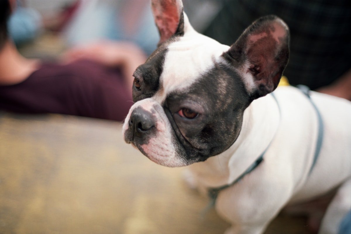 Nomes de cachorro: buldogue francês preto e branco sentado atentamente olhando para o tutor