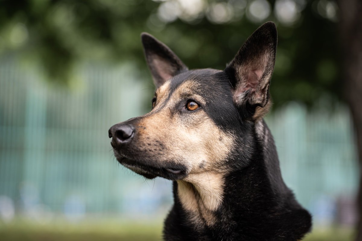 Nomes de cachorro: cão de pelagem preta e castanha com as orelhas em pé, atento a um som