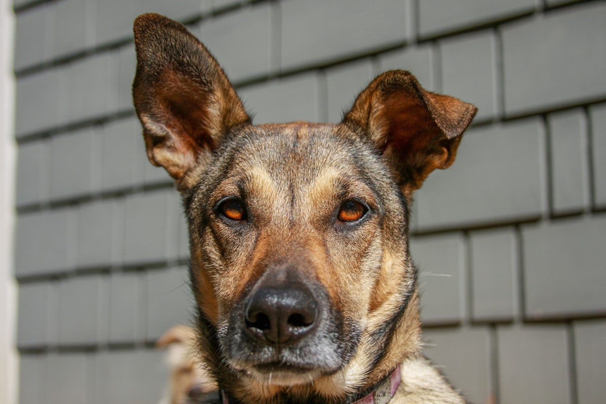 Nomes de cachorro: cão de pelagem marrom e preta com expressão curiosa e confusa