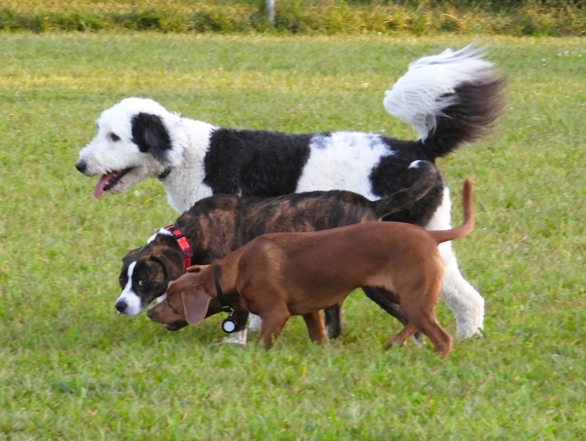 Nomes de cachorro: três cães de raças diferentes lado a lado em um gramado