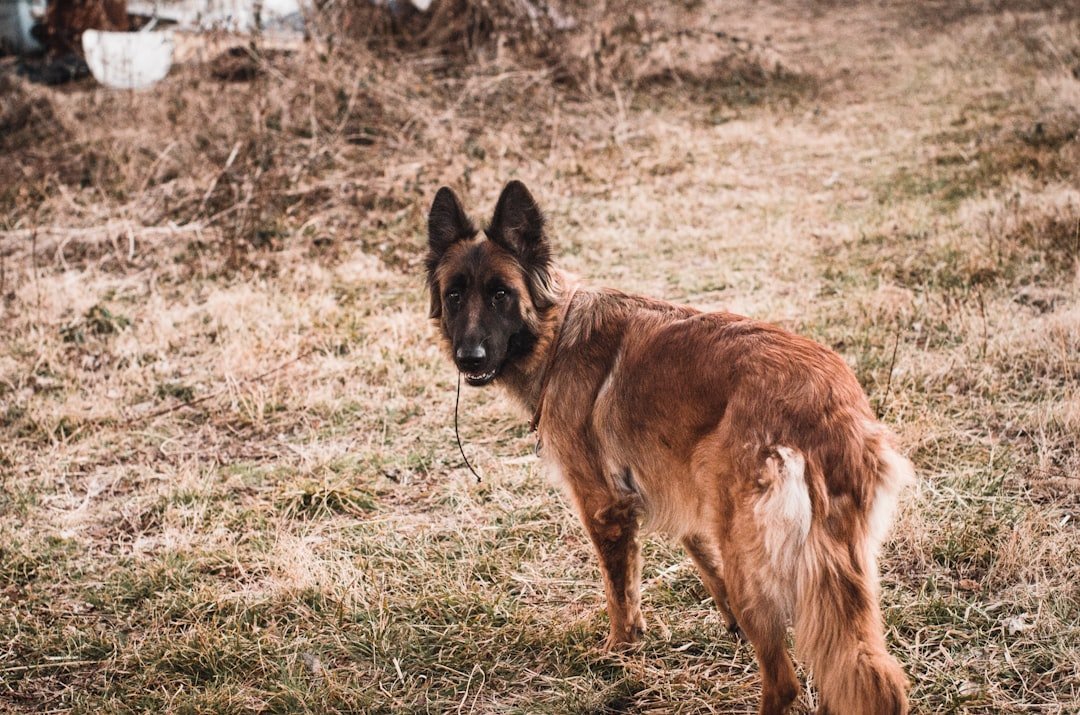 Pastor Belga Malinois em pé em um campo de grama seca, olhando na direção da câmera
