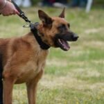 Pastor Belga Malinois
