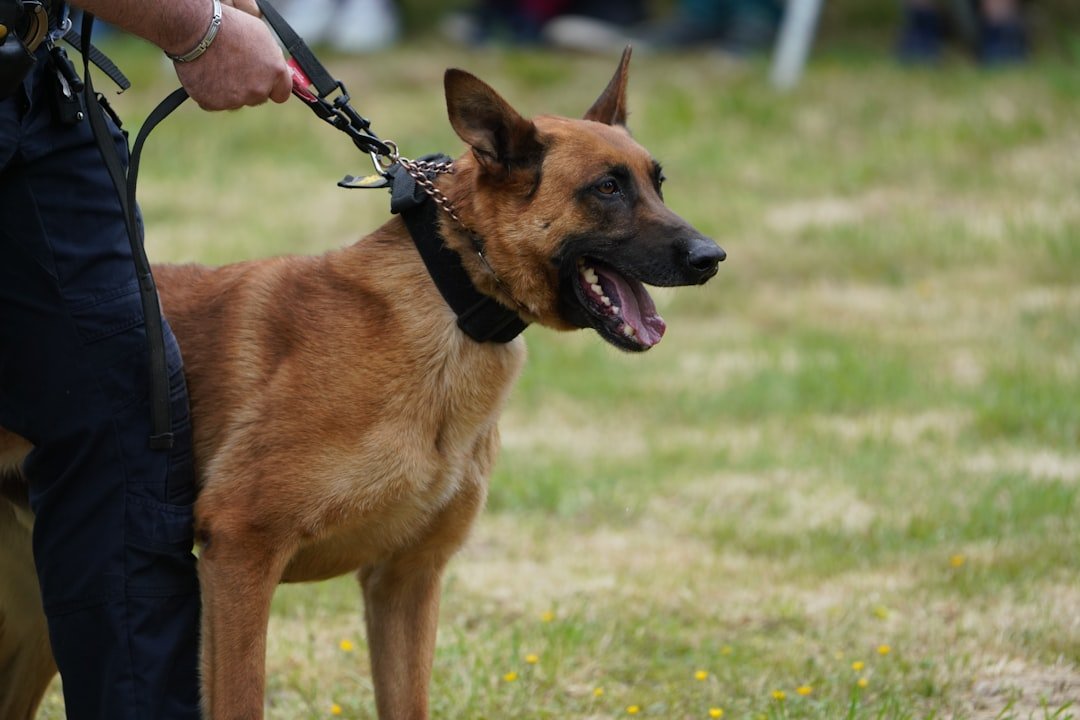 Pastor Belga Malinois