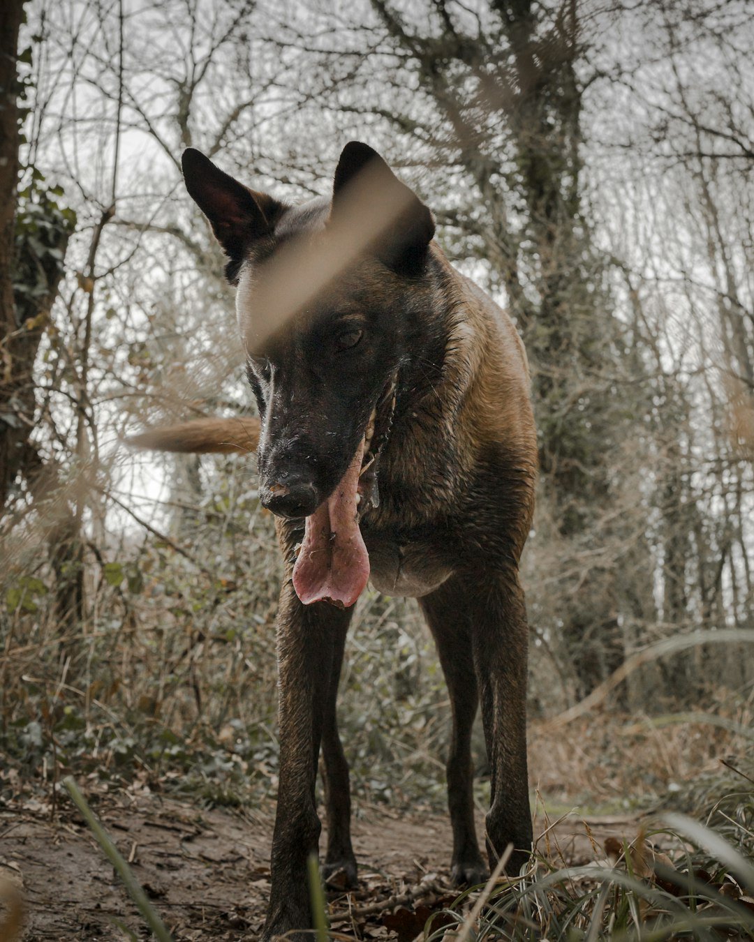 Pastor Belga Malinois de pelagem fulva parado em uma trilha na floresta, com a língua de fora