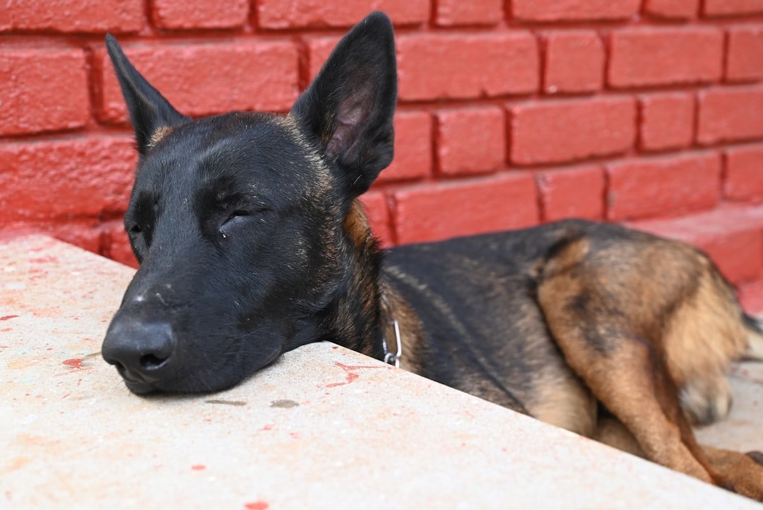 Pastor Belga Malinois deitado e descansando encostado em uma parede de tijolos vermelhos
